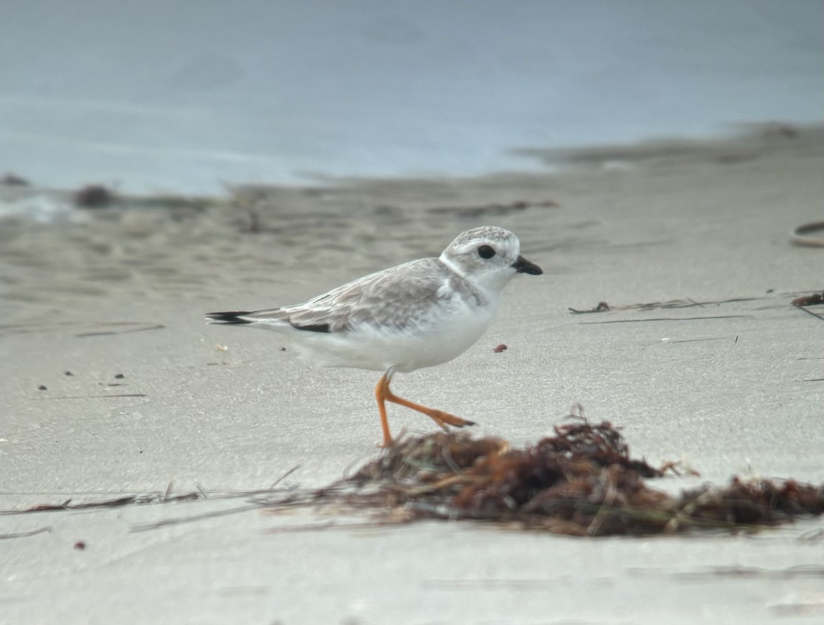 Piping Plover - ML624033100