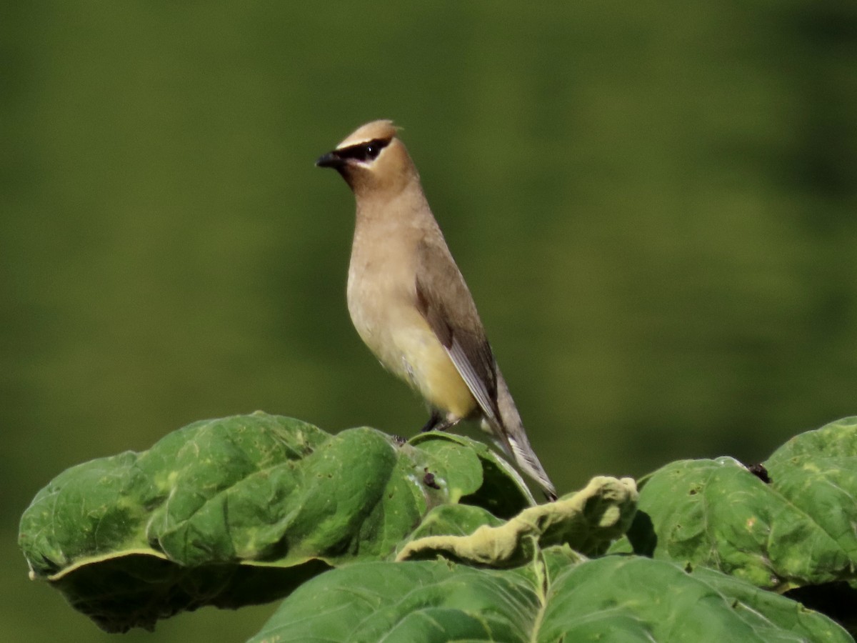 Cedar Waxwing - ML624033102