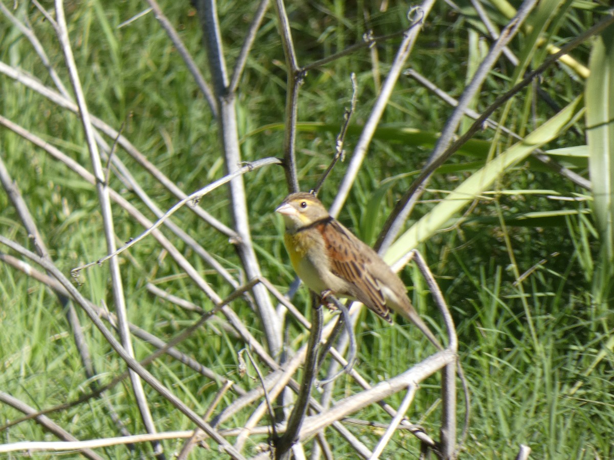 Dickcissel - ML624033103