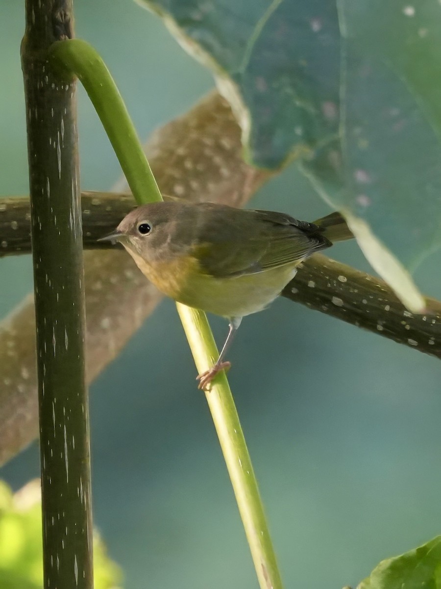 Nashville Warbler - ML624033111