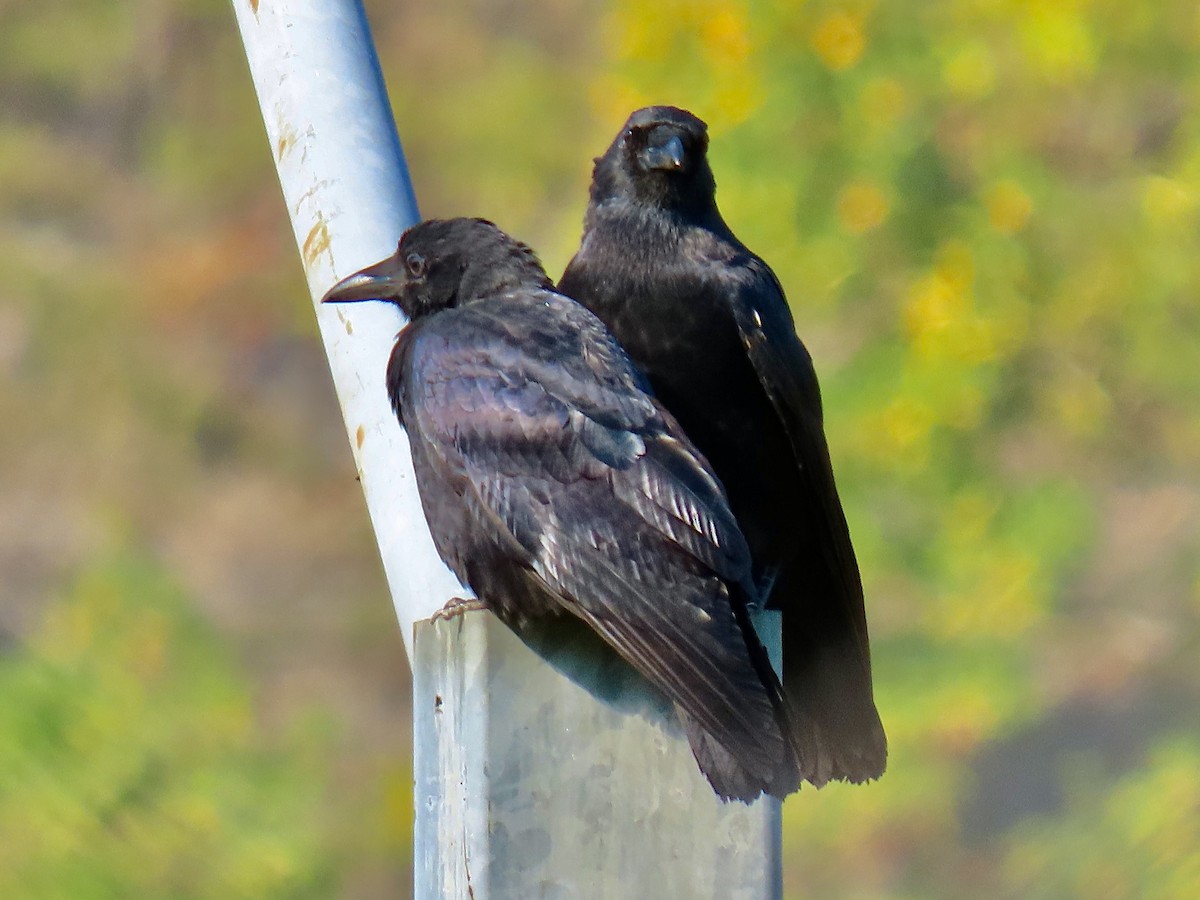 American Crow - ML624033125