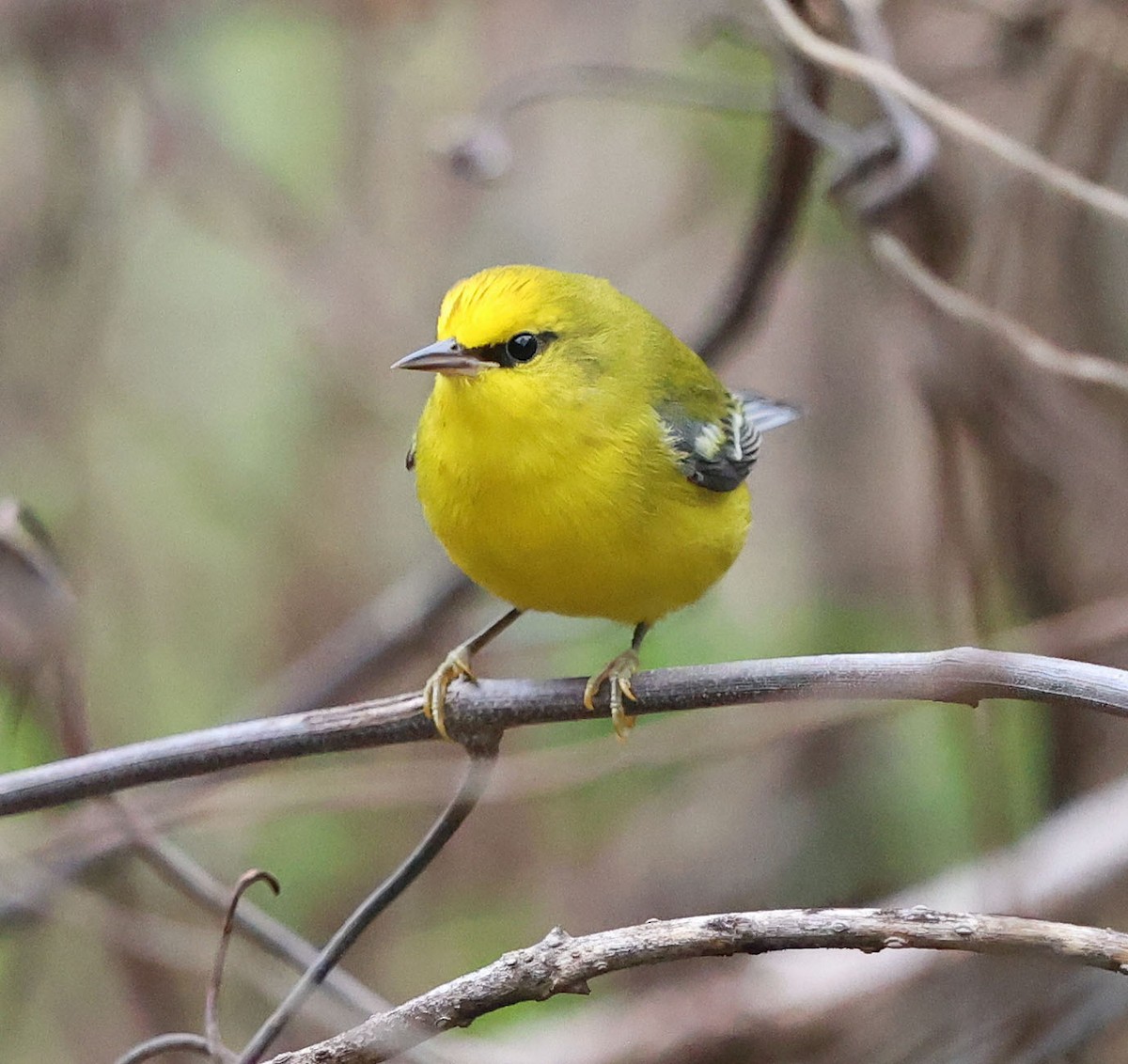 Blue-winged Warbler - ML624033128