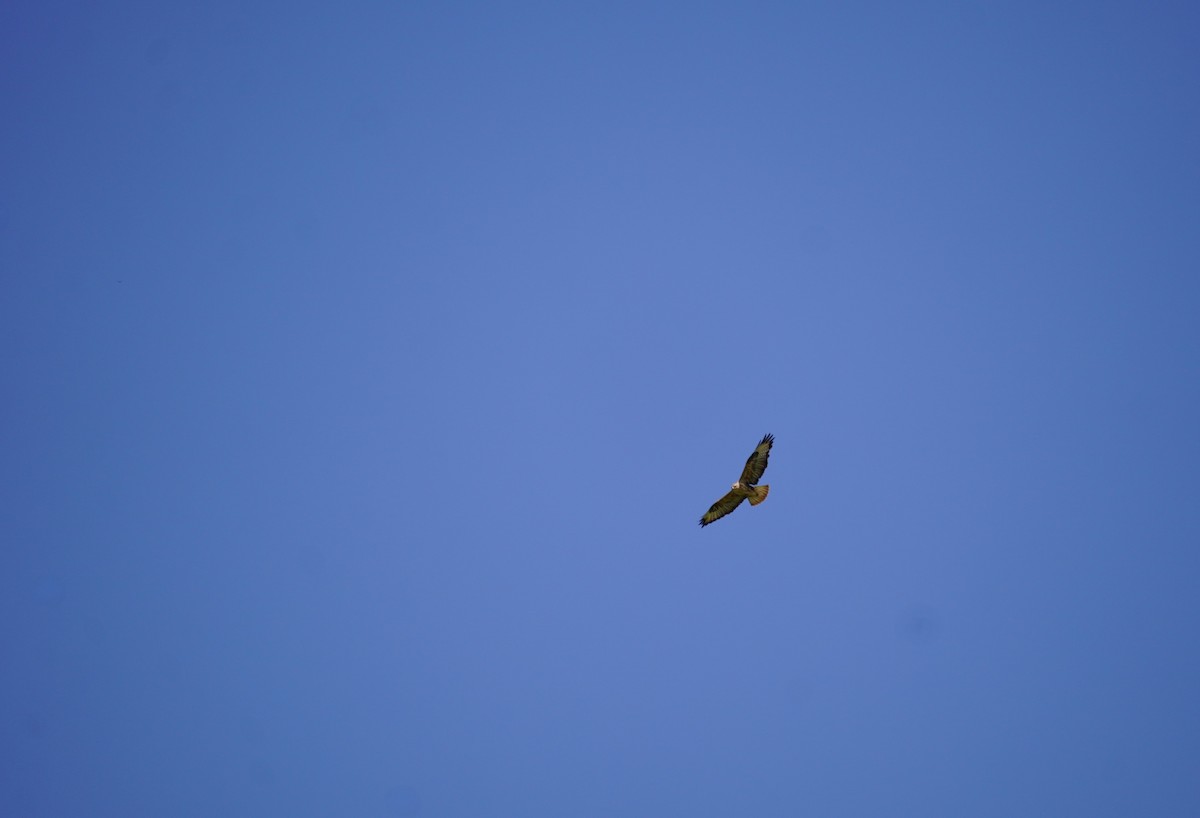 Long-legged Buzzard - ML624033132