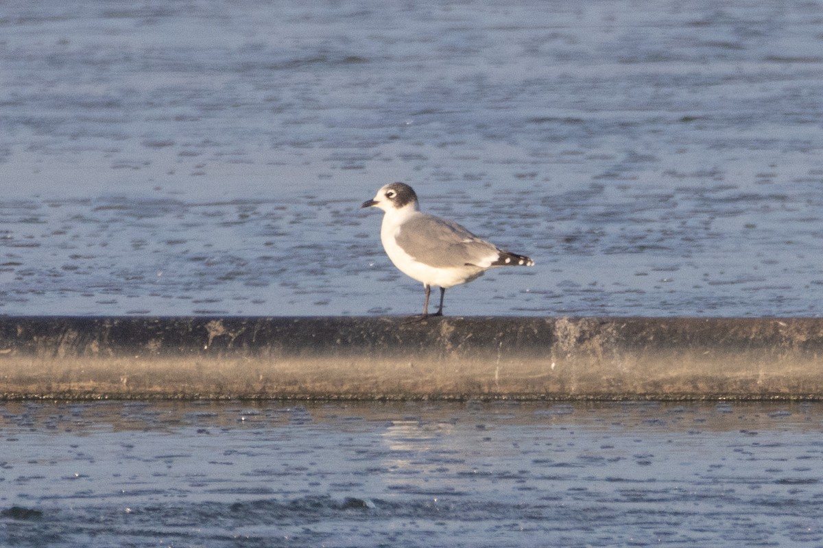 Franklin's Gull - Dave Bennett