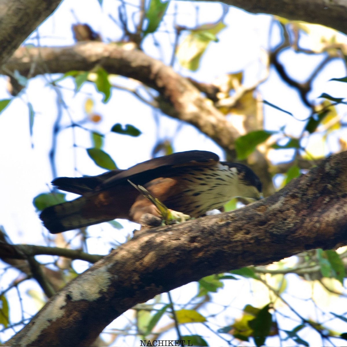 Rufous-bellied Eagle - ML624033151