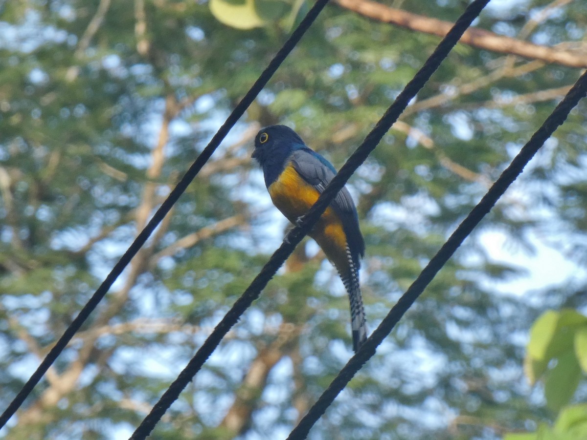 trogon podvazkový - ML624033154