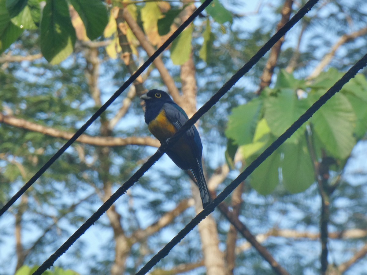 Gartered Trogon - ML624033156