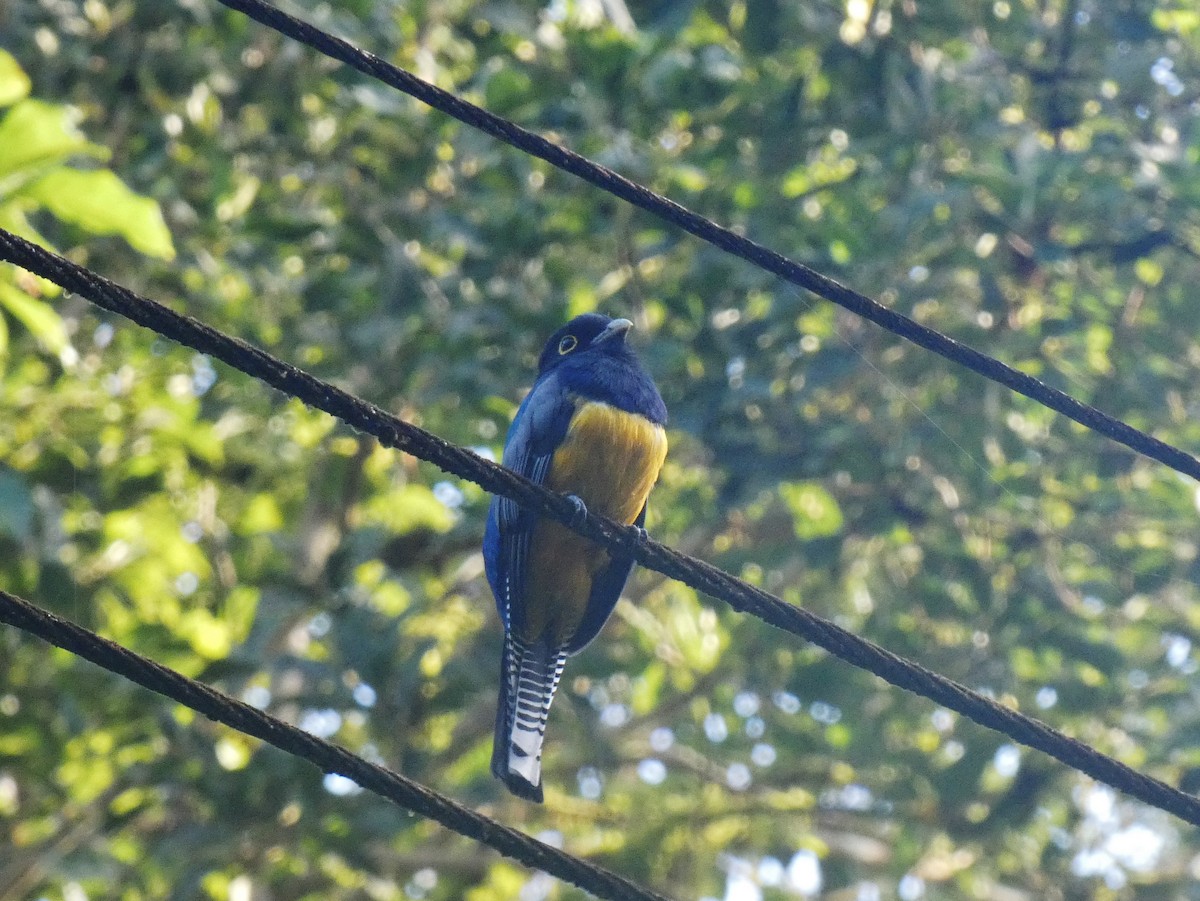 trogon podvazkový - ML624033157