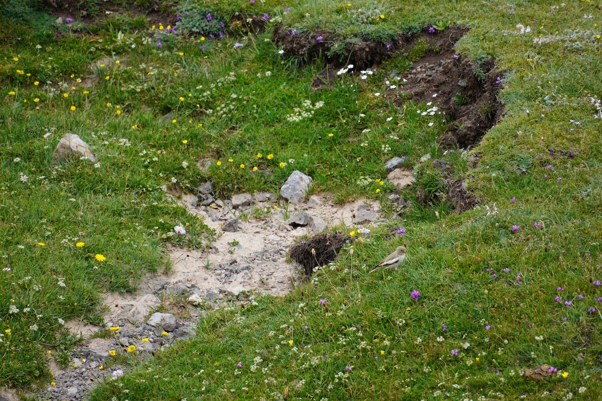 White-winged Snowfinch - ML624033163