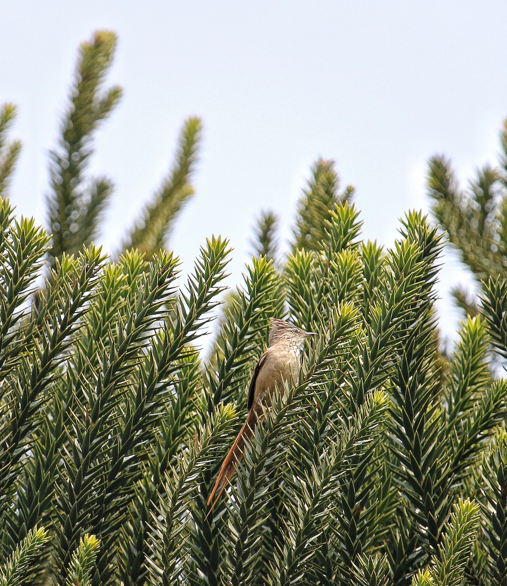 Araucaria Tit-Spinetail - ML624033169