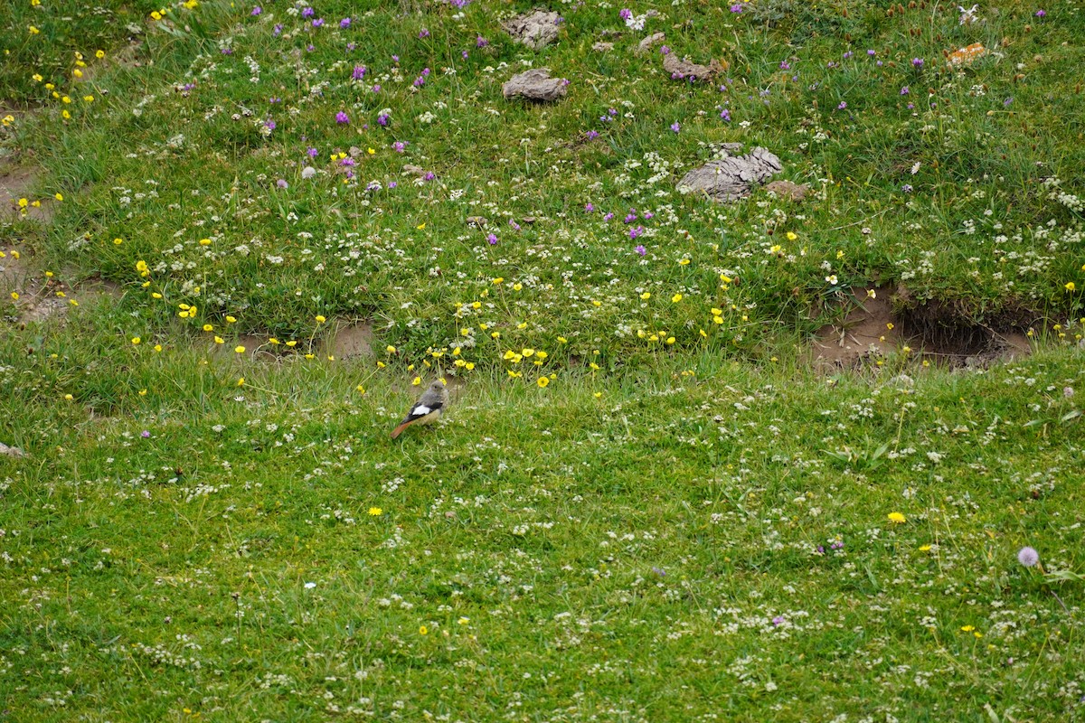 White-winged Redstart - ML624033175