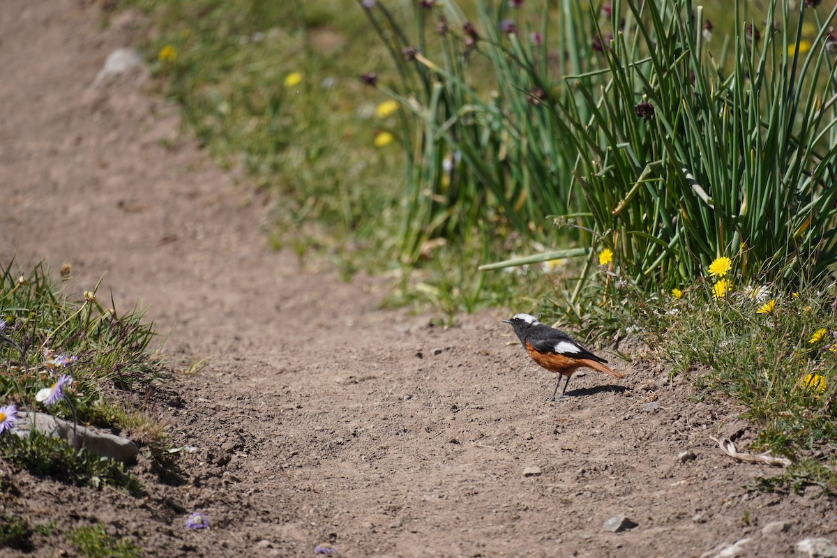 White-winged Redstart - ML624033176