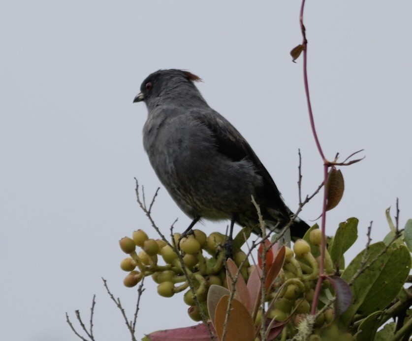 Red-crested Cotinga - Valerie Gebert