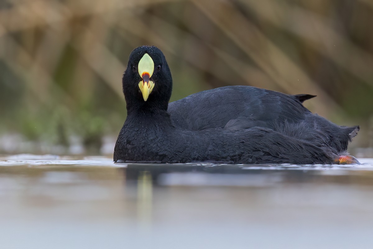 Red-gartered Coot - ML624033191