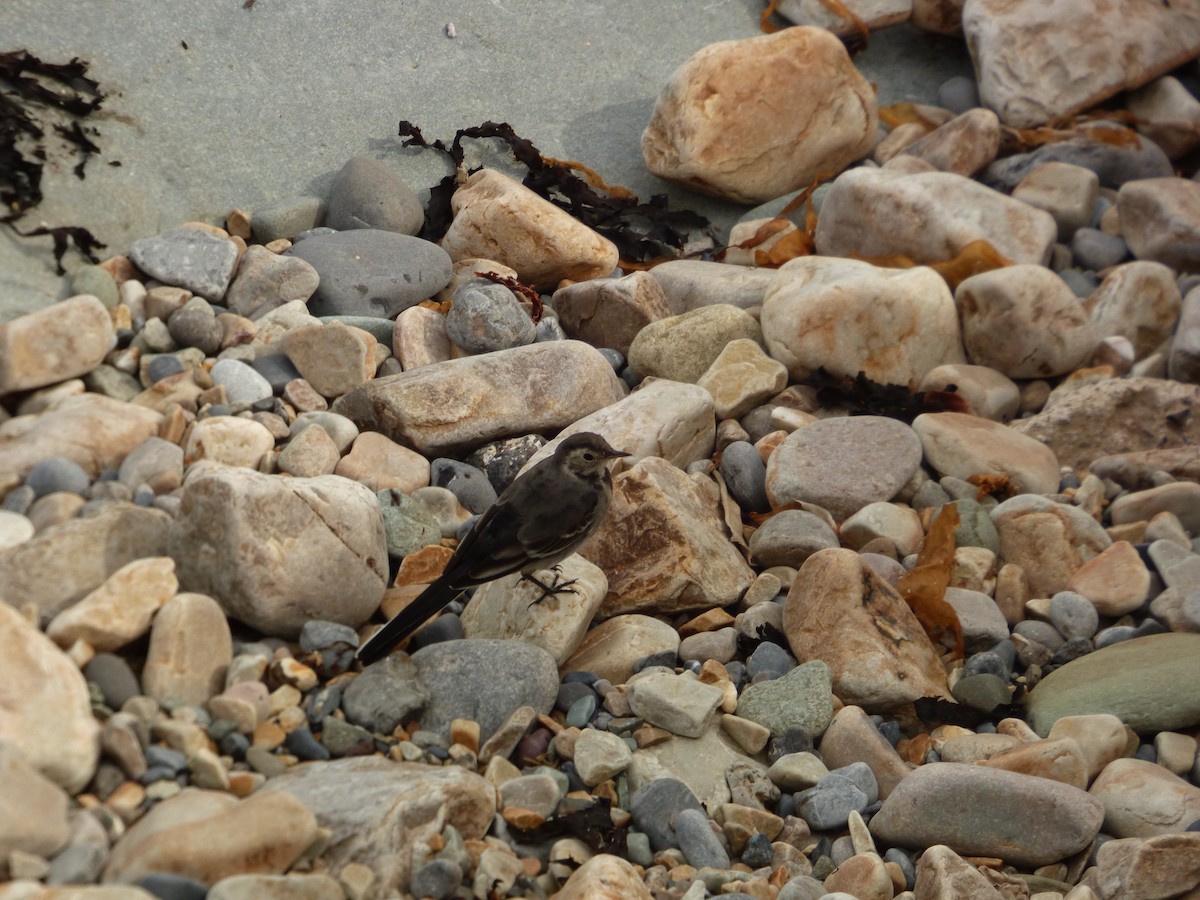 White Wagtail (British) - ML624033244