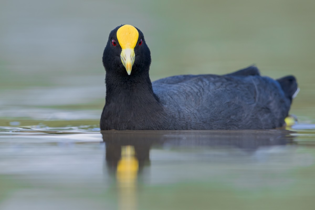 White-winged Coot - ML624033268