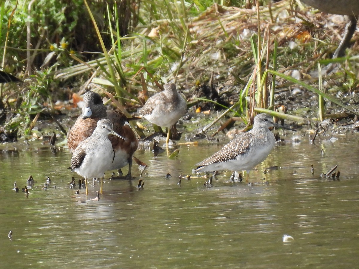 Lesser/Greater Yellowlegs - ML624033290