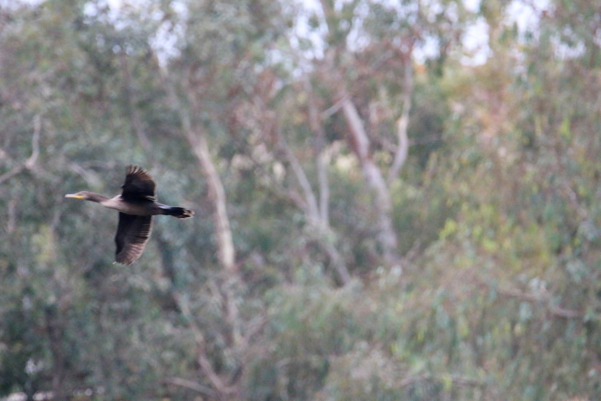 Double-crested Cormorant - ML624033329