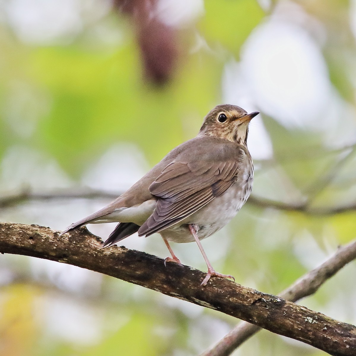 Swainson's Thrush - ML624033354