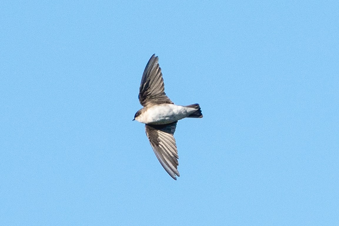 Golondrina Bicolor - ML624033367