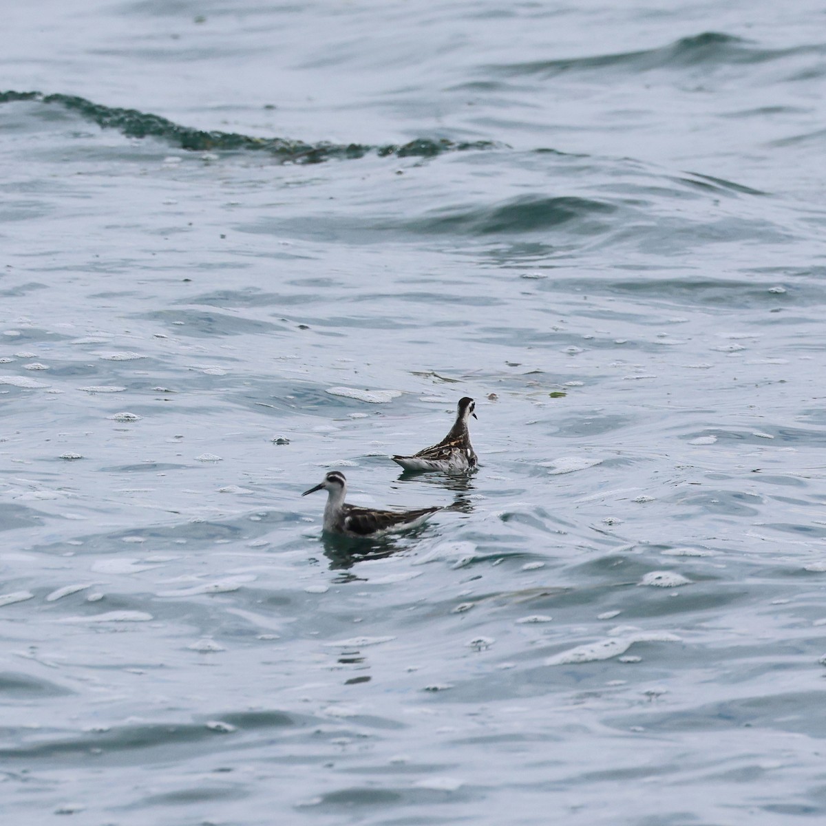 Red-necked Phalarope - ML624033376