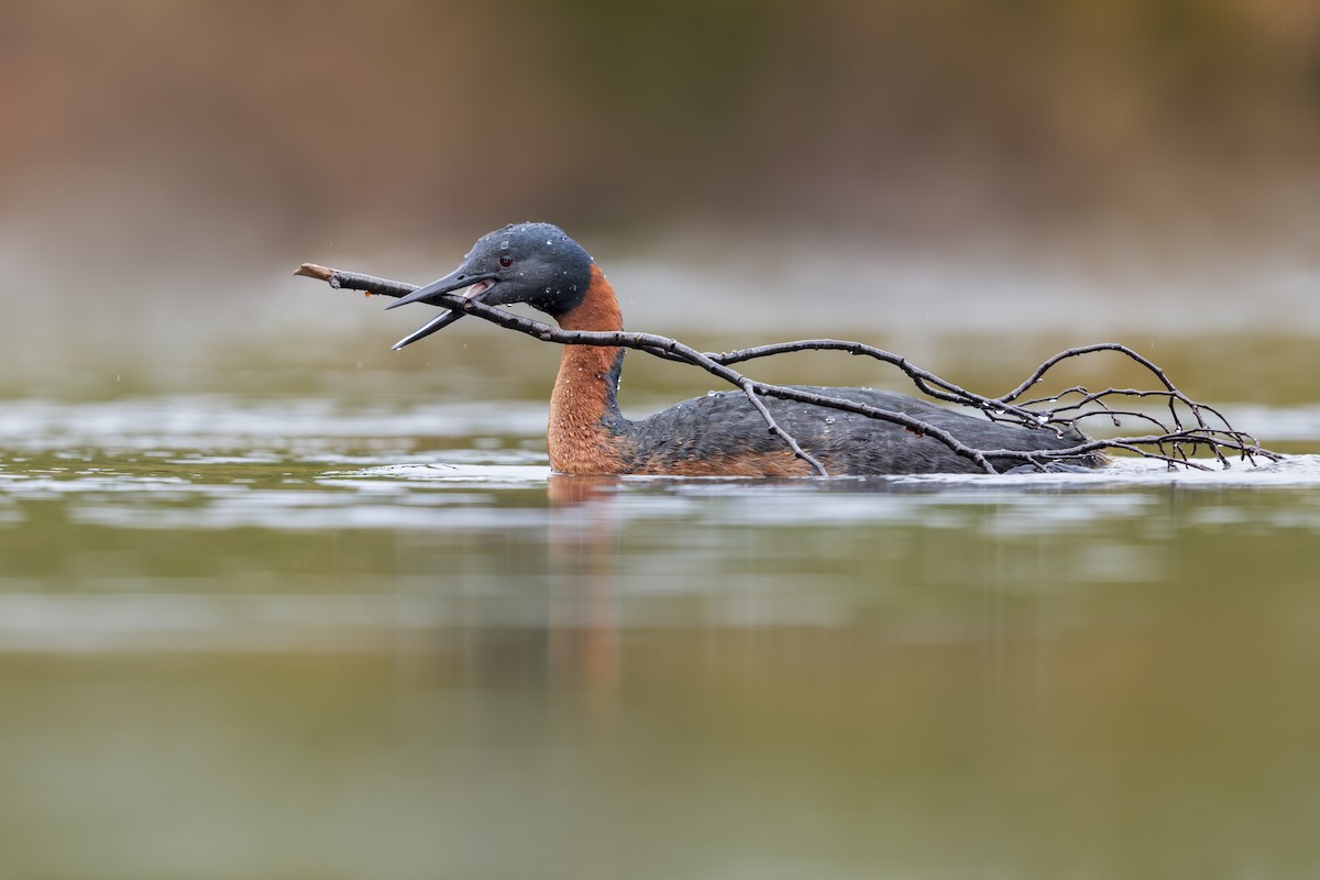 Great Grebe - Dubi Shapiro