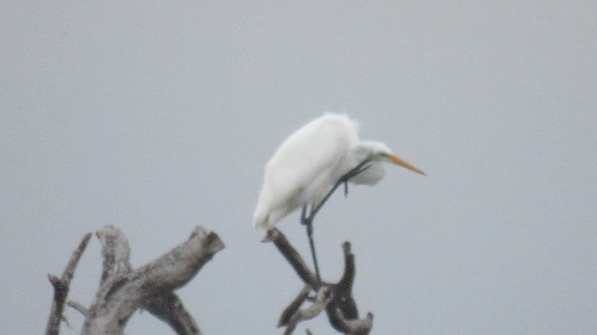 Great Egret - ML624033411