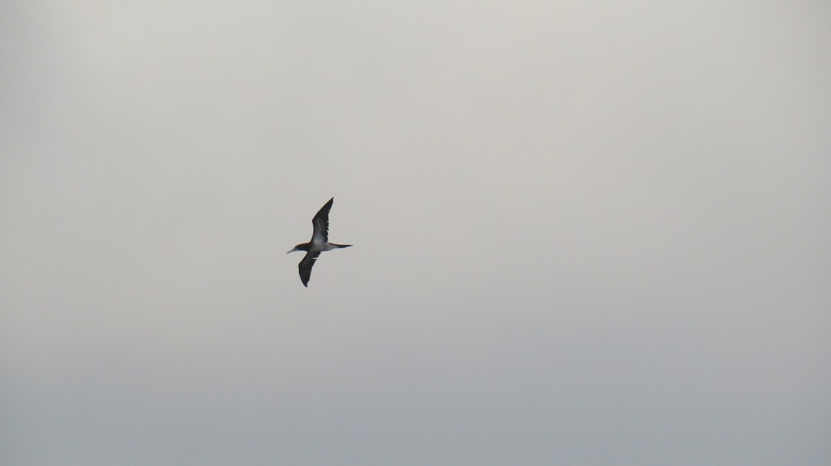 Brown Booby - ML624033457