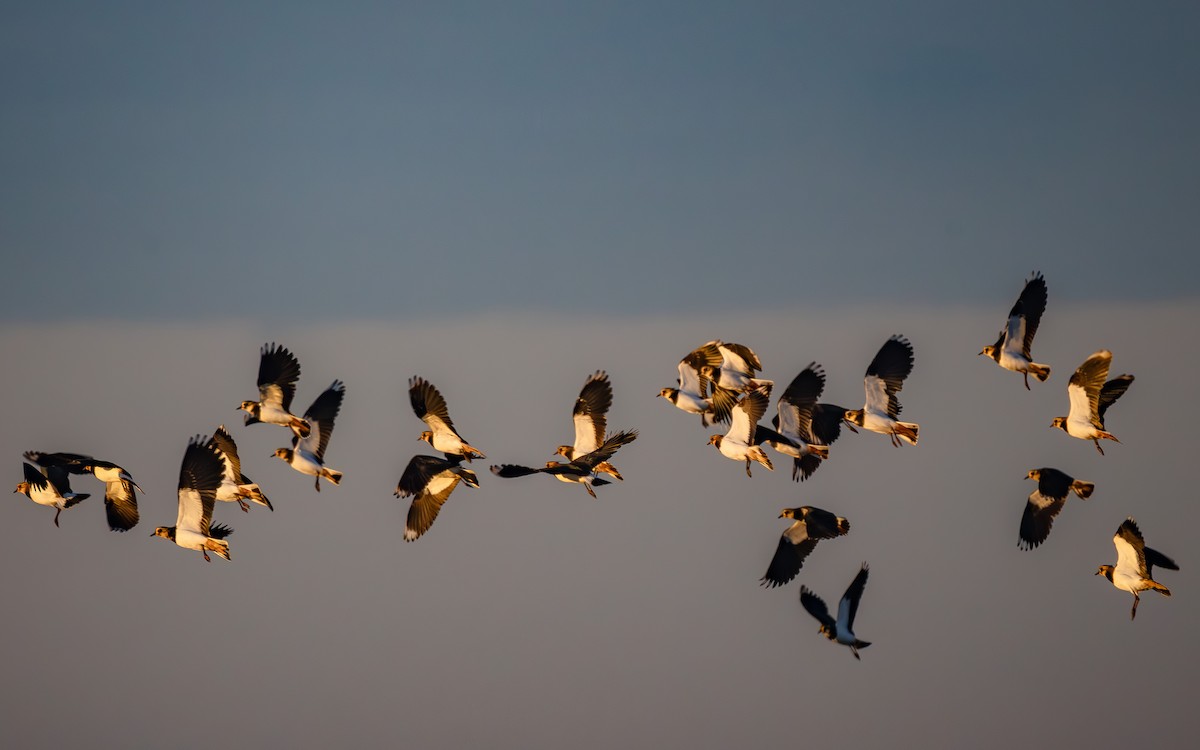 Northern Lapwing - ML624033461