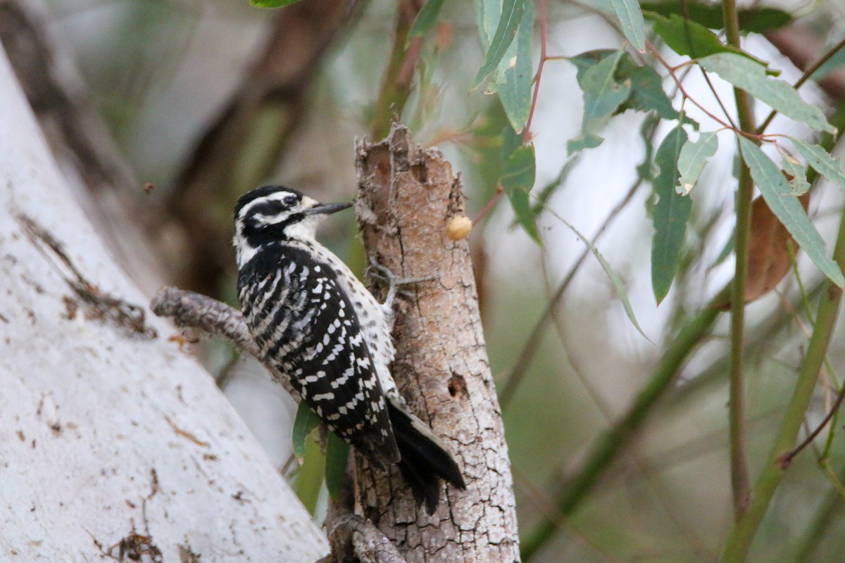 Nuttall's Woodpecker - ML624033466