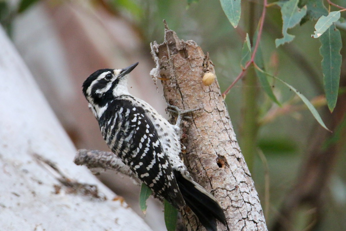 Nuttall's Woodpecker - ML624033468