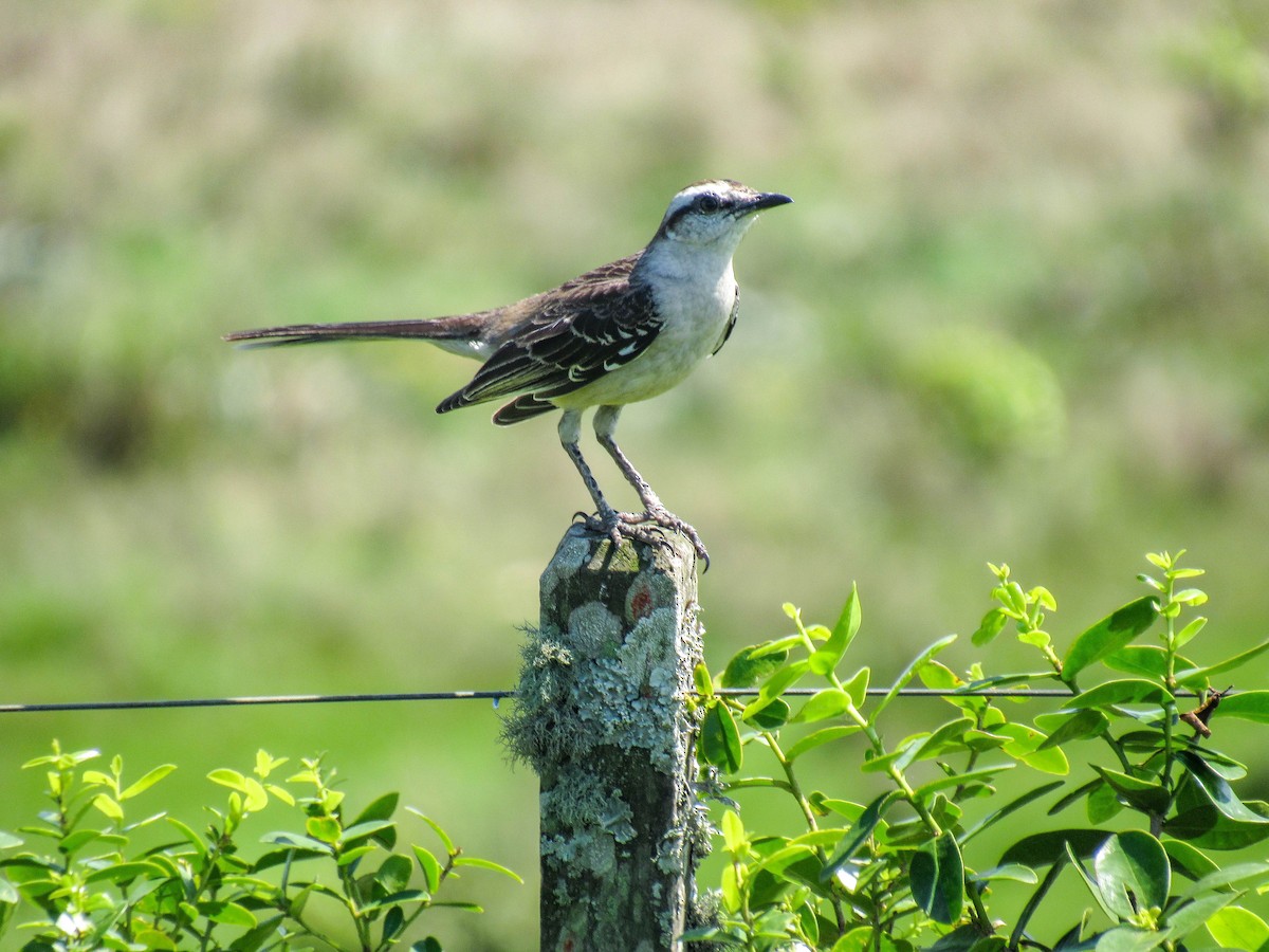 Chalk-browed Mockingbird - ML624033471