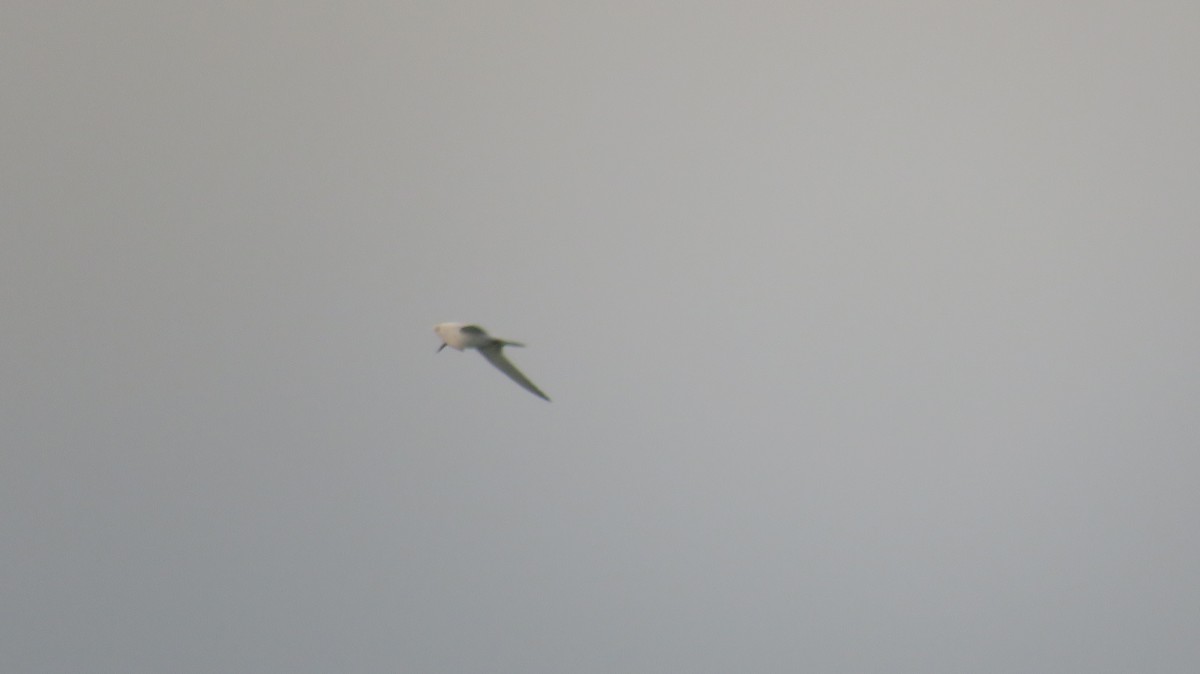 Forster's Tern - ML624033480