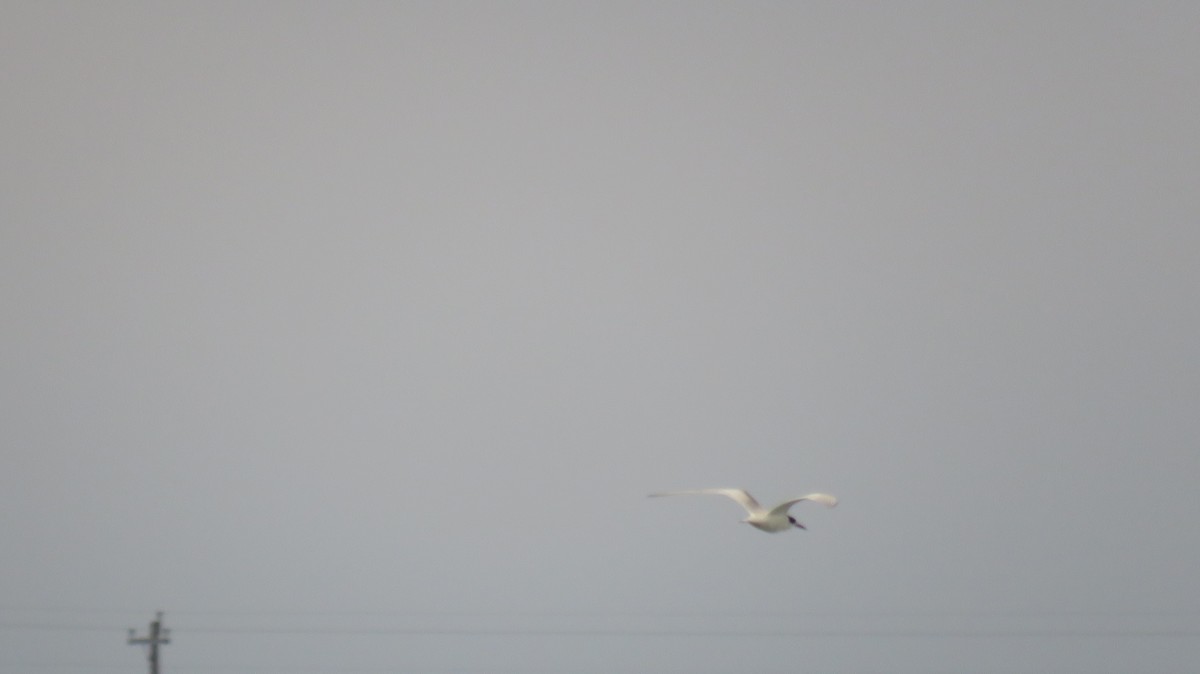 Forster's Tern - ML624033494