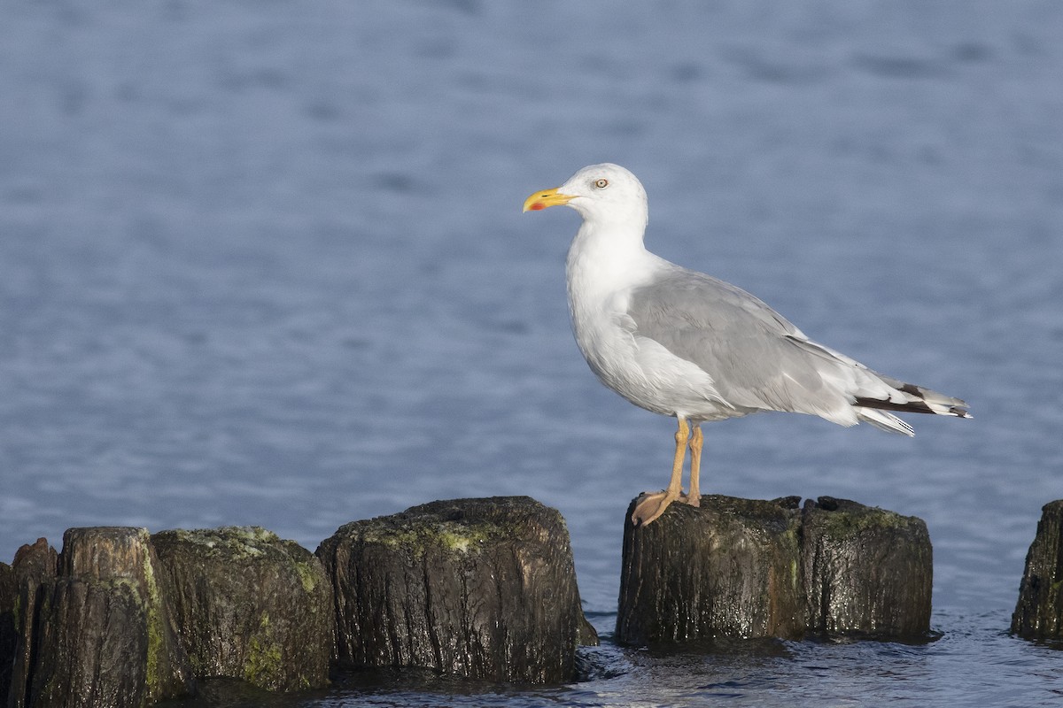 Herring Gull (European) - ML624033505