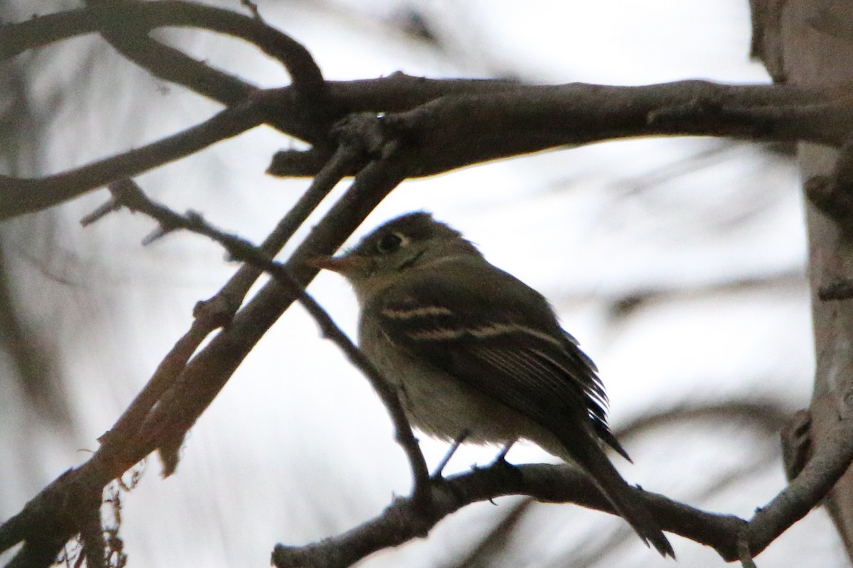 Western Flycatcher - Nick Krolikowski