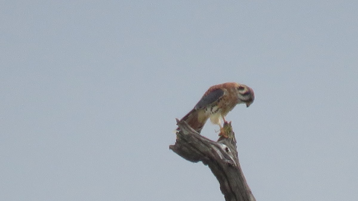 American Kestrel - ML624033511