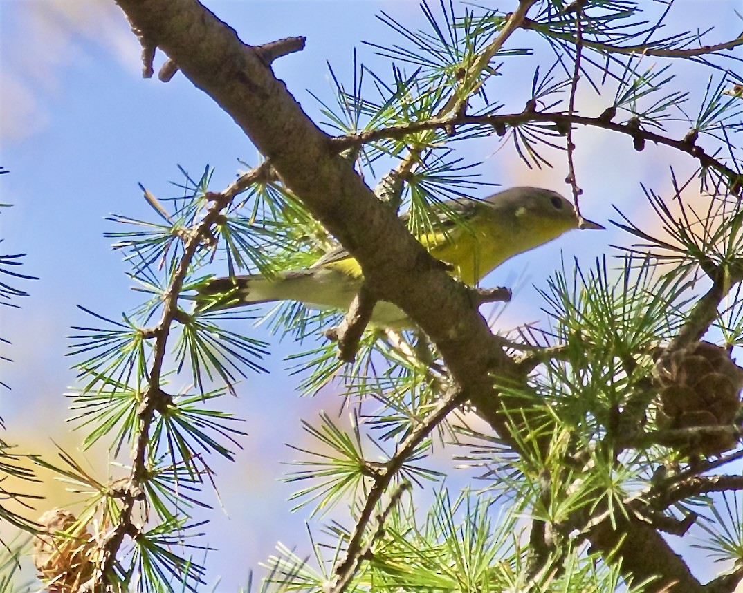 Magnolia Warbler - ML624033532