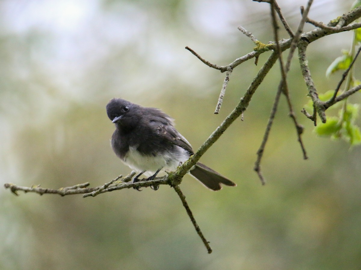 Black Phoebe - ML624033550