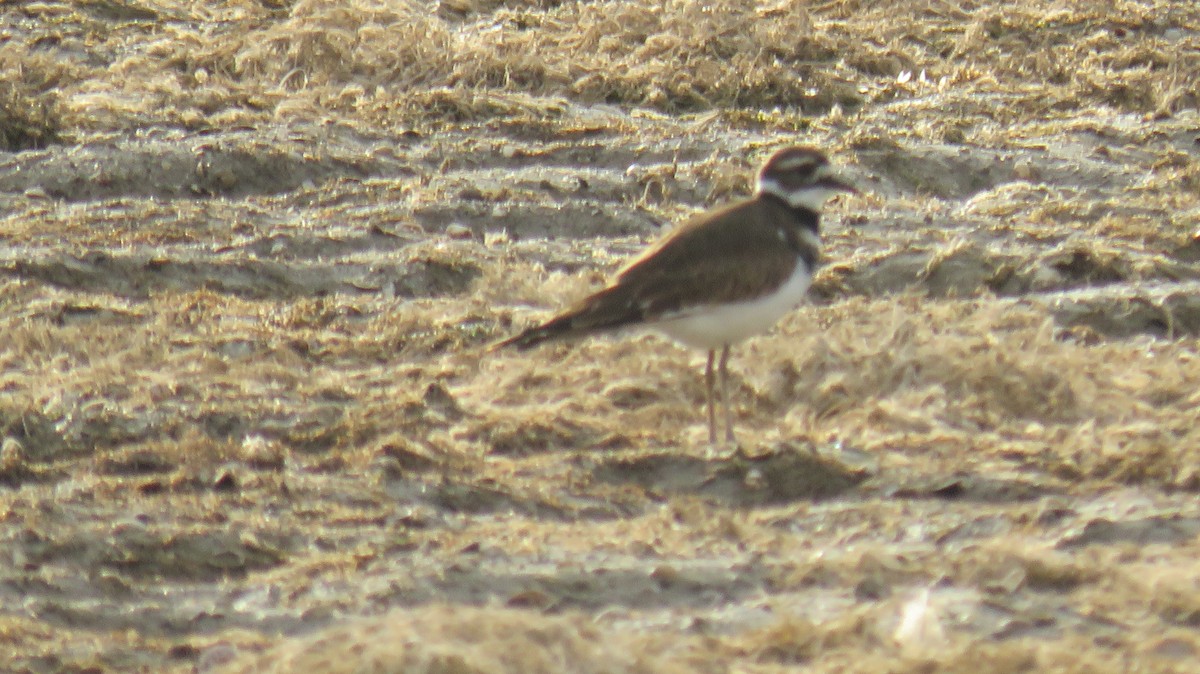 Killdeer - ML624033564