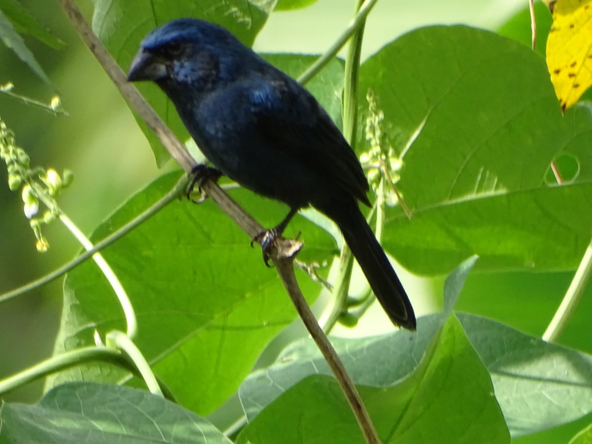 Ultramarine Grosbeak - ML624033568