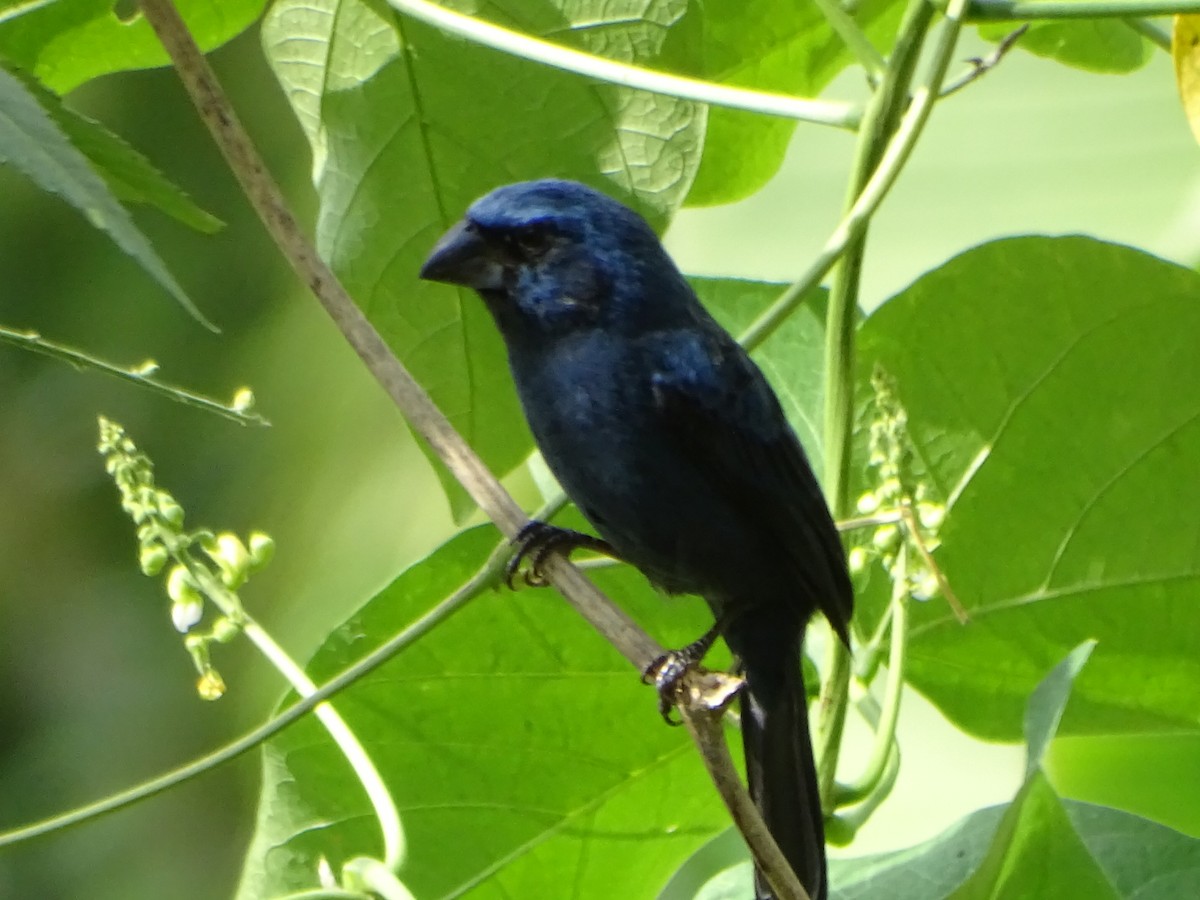 Ultramarine Grosbeak - ML624033569