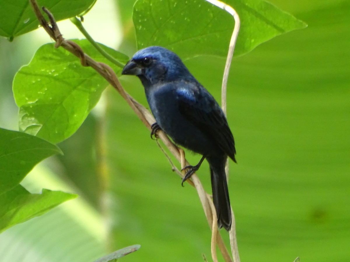 Ultramarine Grosbeak - ML624033571