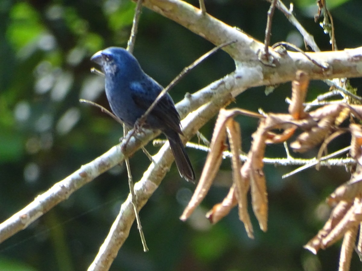 Ultramarine Grosbeak - ML624033574