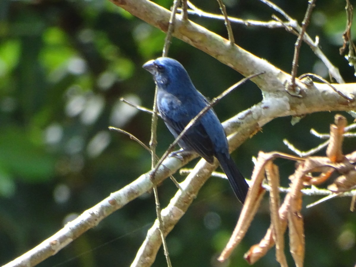 Ultramarine Grosbeak - ML624033575