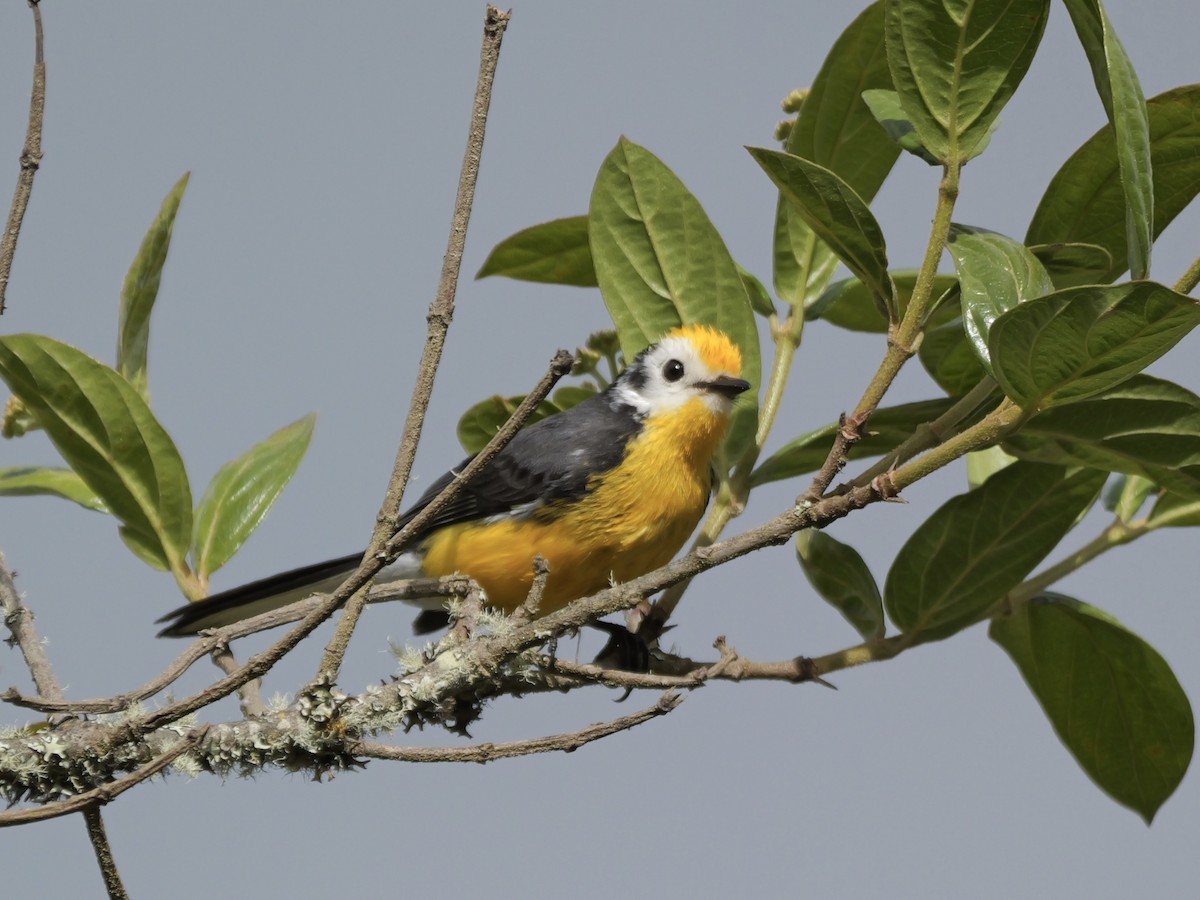 Golden-fronted Redstart - ML624033581