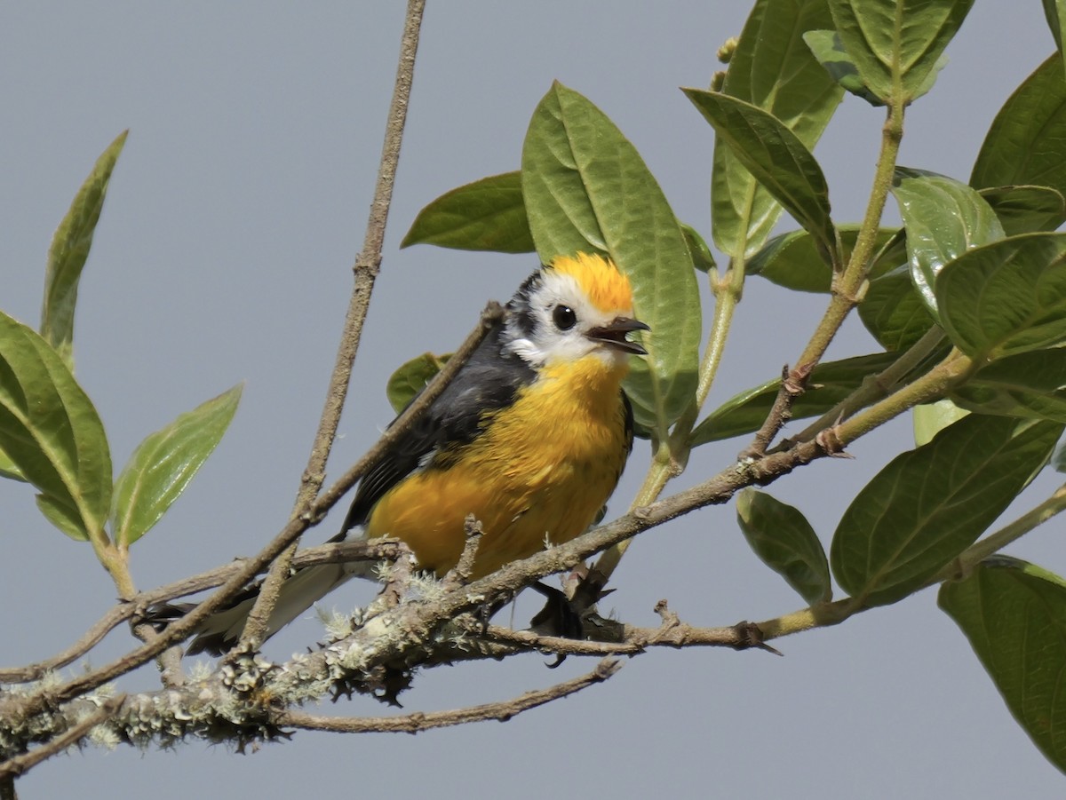 Golden-fronted Redstart - ML624033582