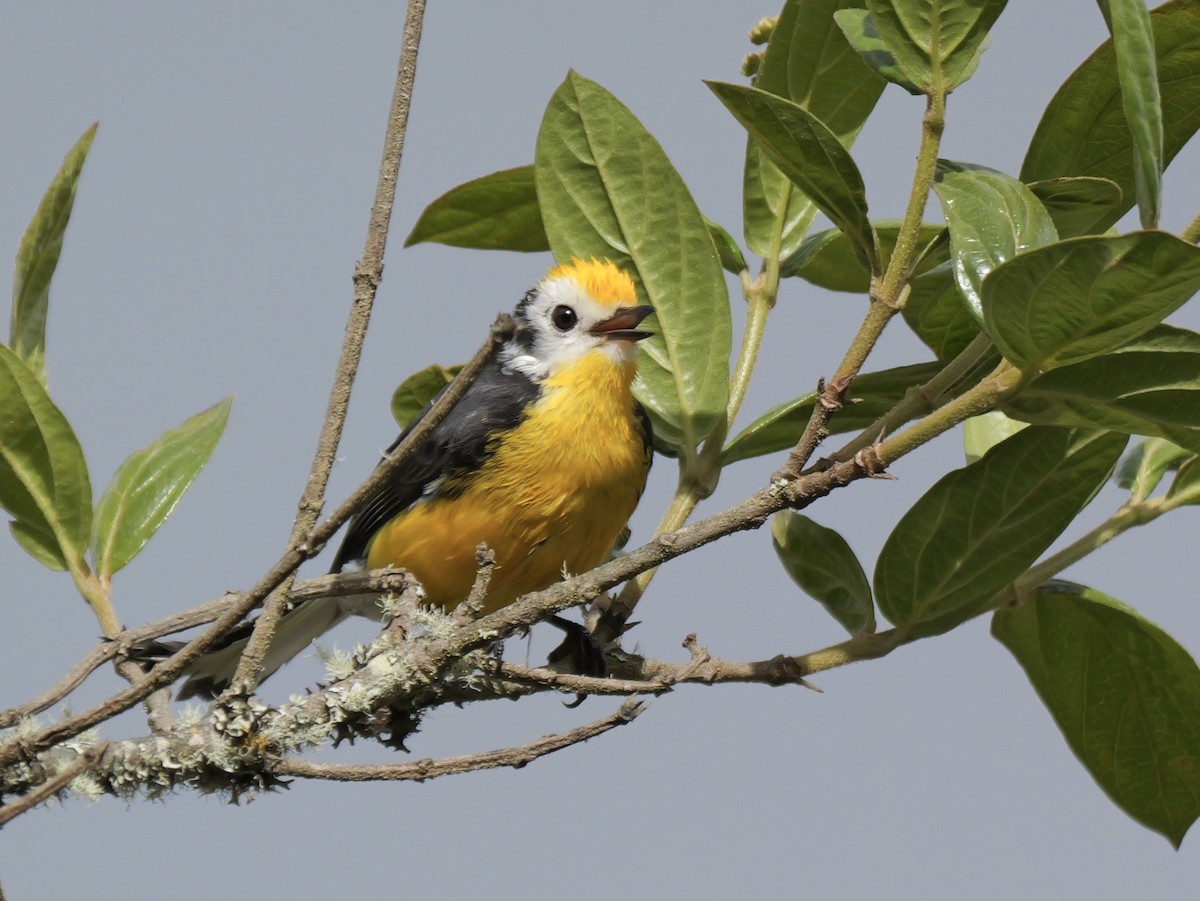 Golden-fronted Redstart - Valerie Gebert