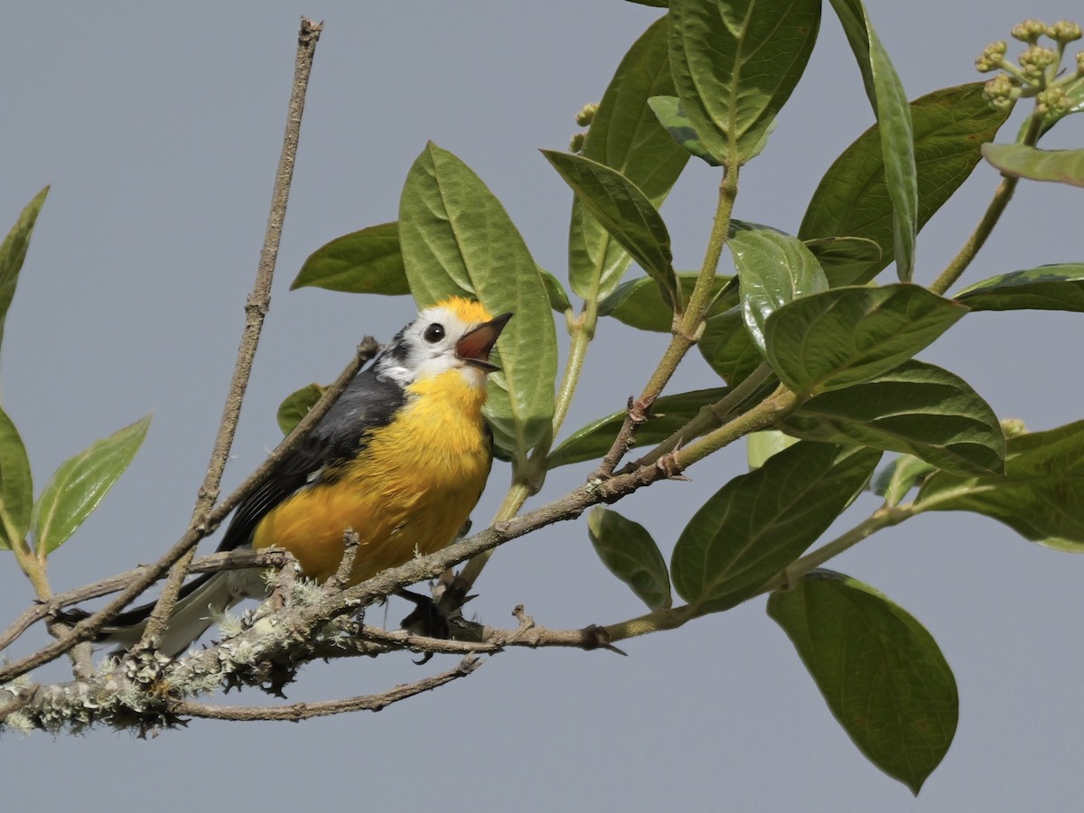 Golden-fronted Redstart - ML624033584