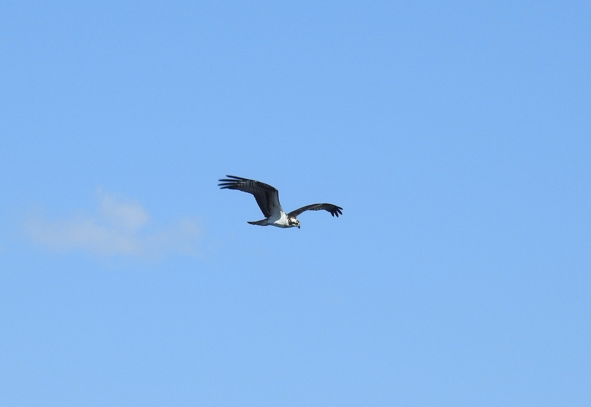 Balbuzard pêcheur - ML624033604